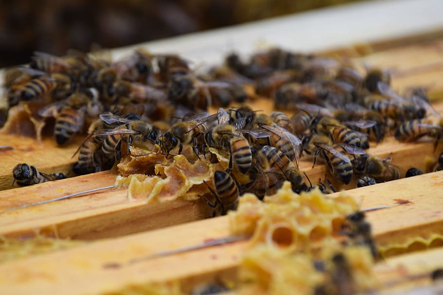 Bee, Honey, Beehive, bin, apiculture, insect, large group of animals HD wallpaper