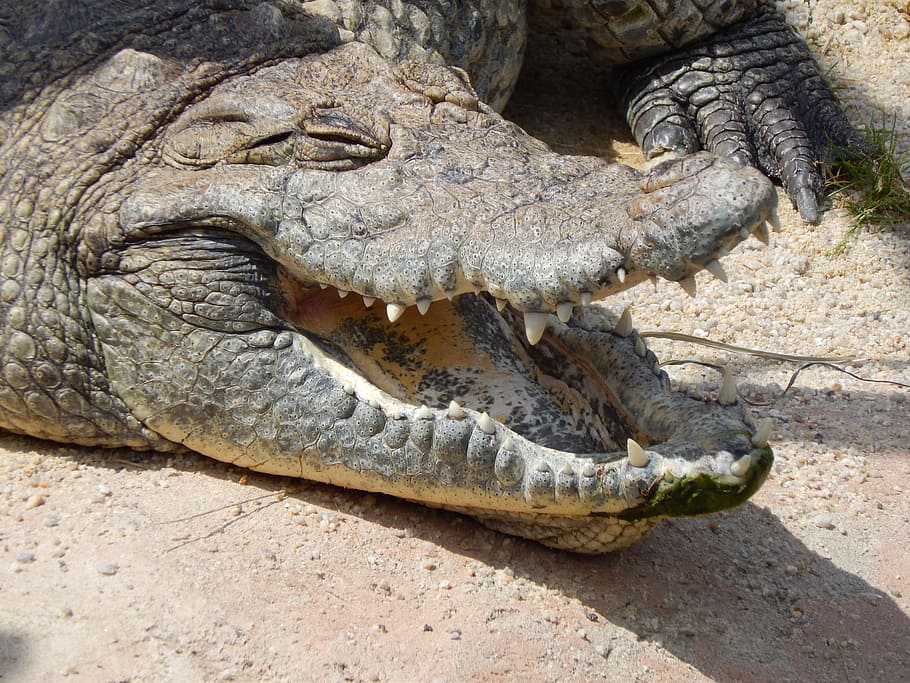 Crocodile, Animal, Teeth, reptile, one animal, mouth open, animal themes HD wallpaper