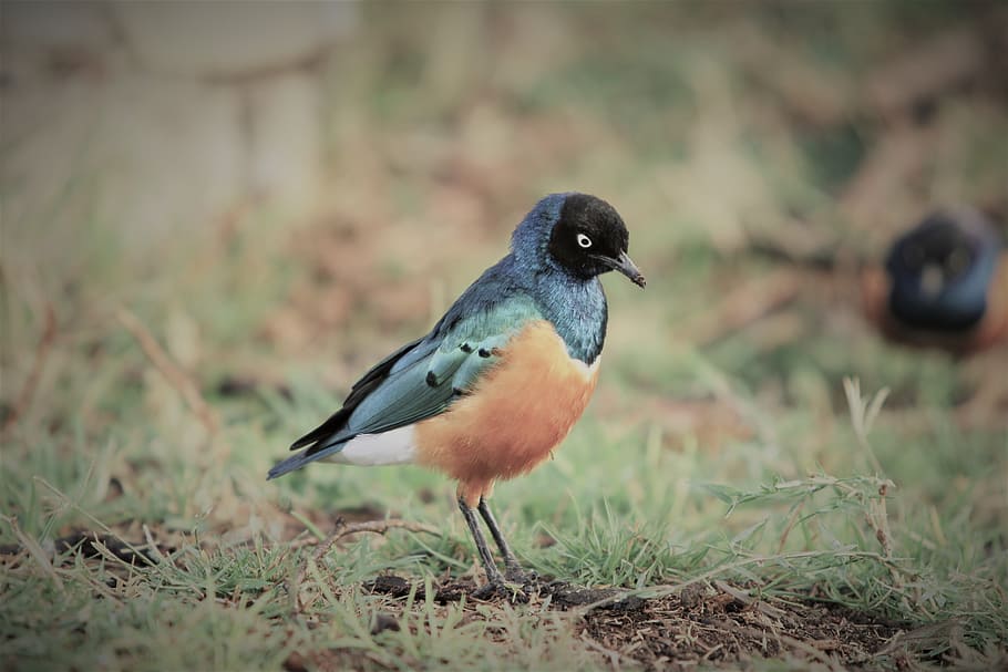 tilt-shift photography of blue and brown bird, closeup photo of brown and black bird HD wallpaper
