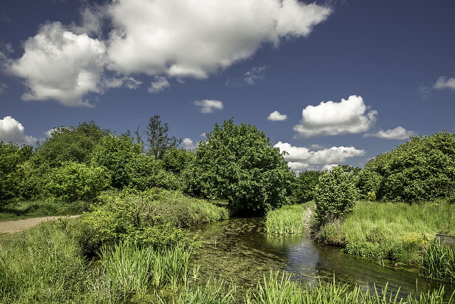 nature, tree, landscape, panoramic, sky, grass, cloud, summer HD wallpaper