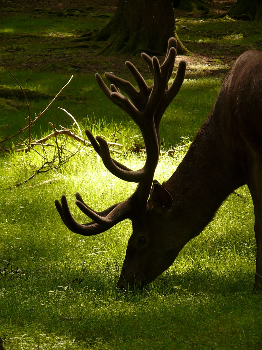 brown moose eating grass during daytime, hirsch, red deer, animal, HD wallpaper
