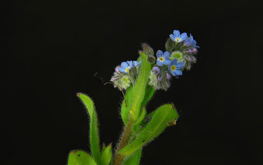 blue petaled flower with green leaf, forget me not, pointed flower, HD wallpaper