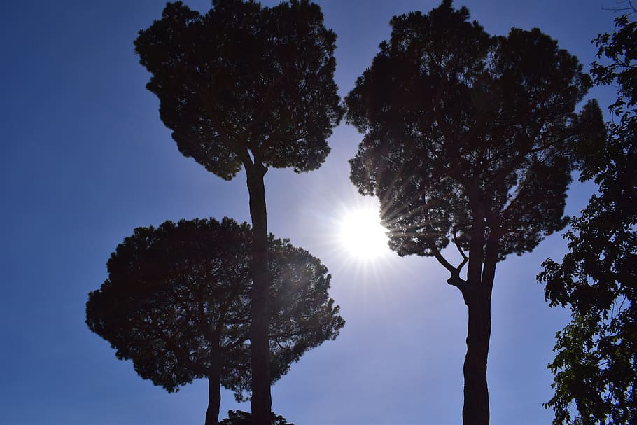 rome, tree, sky, canopy, nature, blue sky, the beauty of nature HD wallpaper