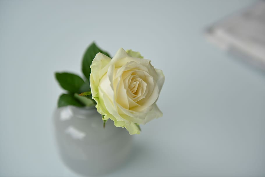white rose flower close-up photo, white rose, bud, vase, white flower HD wallpaper