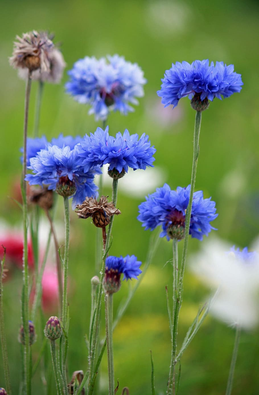 selective focus photography of purple flowers in bloom, Cornflowers HD wallpaper