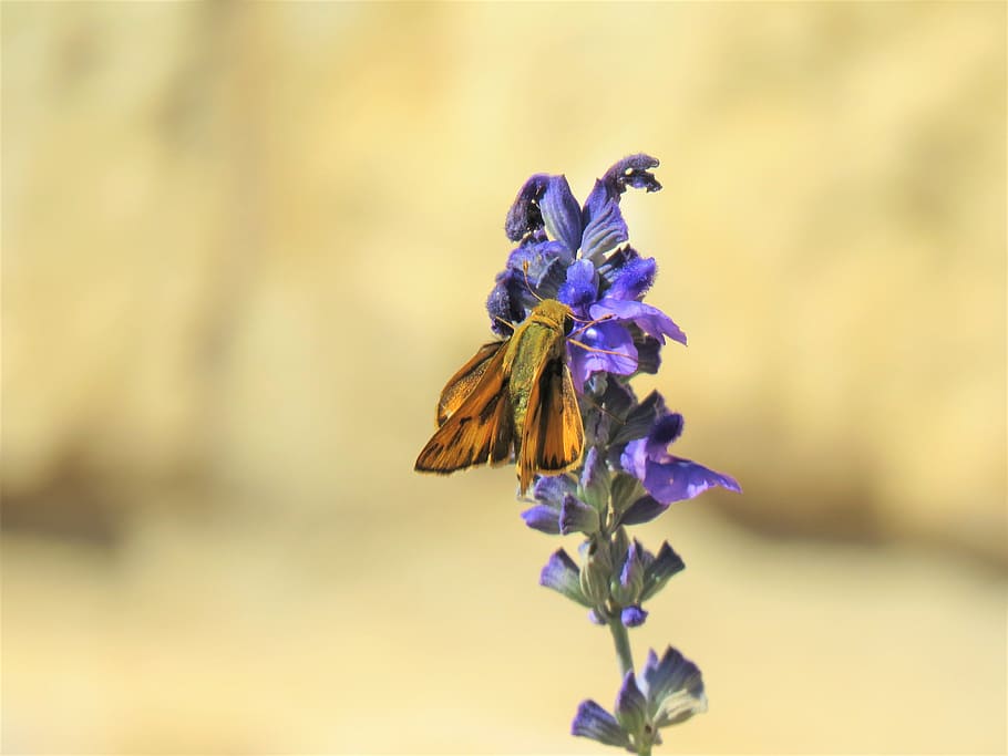 moth, rust, brown, blue flower, wildlife, flowering plant, fragility HD wallpaper