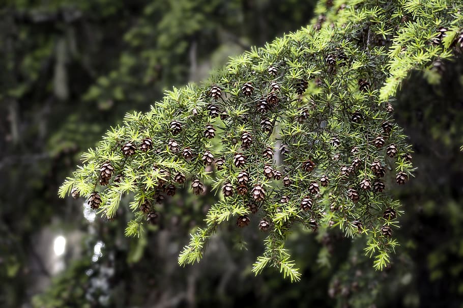 Tree, Branch, Twig, Pine, Cone, Seed, nature, forest, green HD wallpaper
