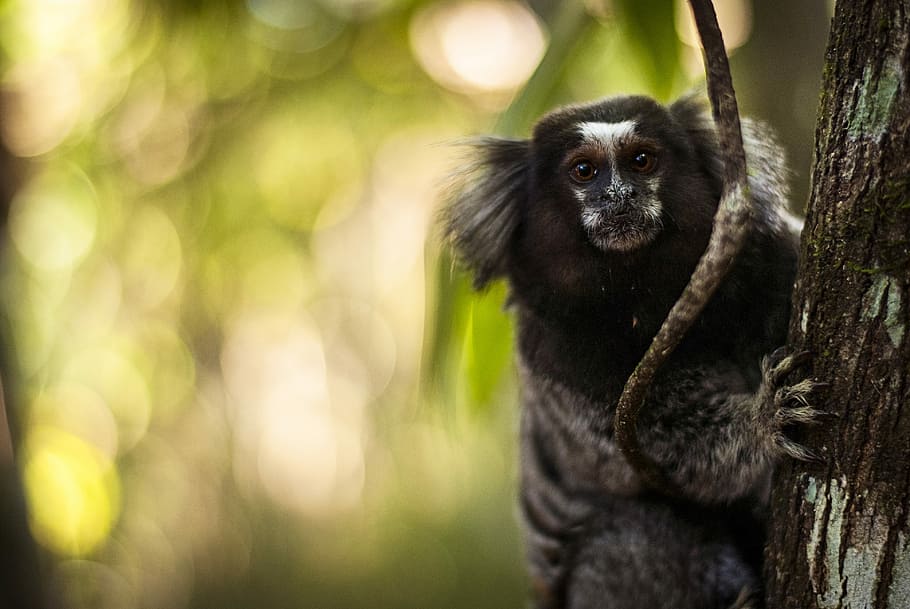 black and white animal on tree at daytime, shallow focus photography of black animal on tree HD wallpaper