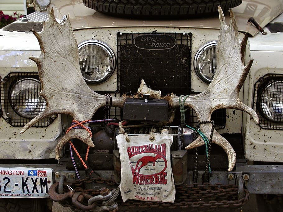 car, vehicle, moose, horn, outdoor, activity, auto, mode of transportation HD wallpaper