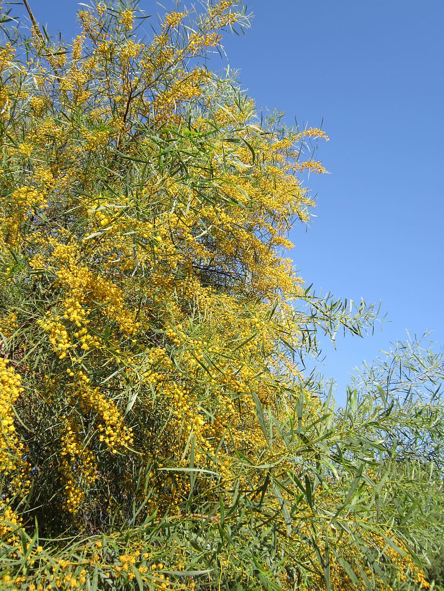 improper mimosa, yellow, spring, mimosa plant, ornamental plant HD wallpaper