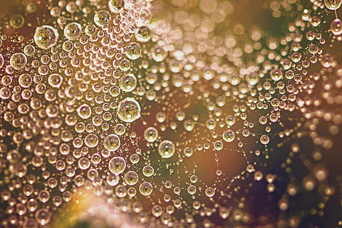 raindrops, dew drops, water, spider web, colors, rich, grass HD wallpaper