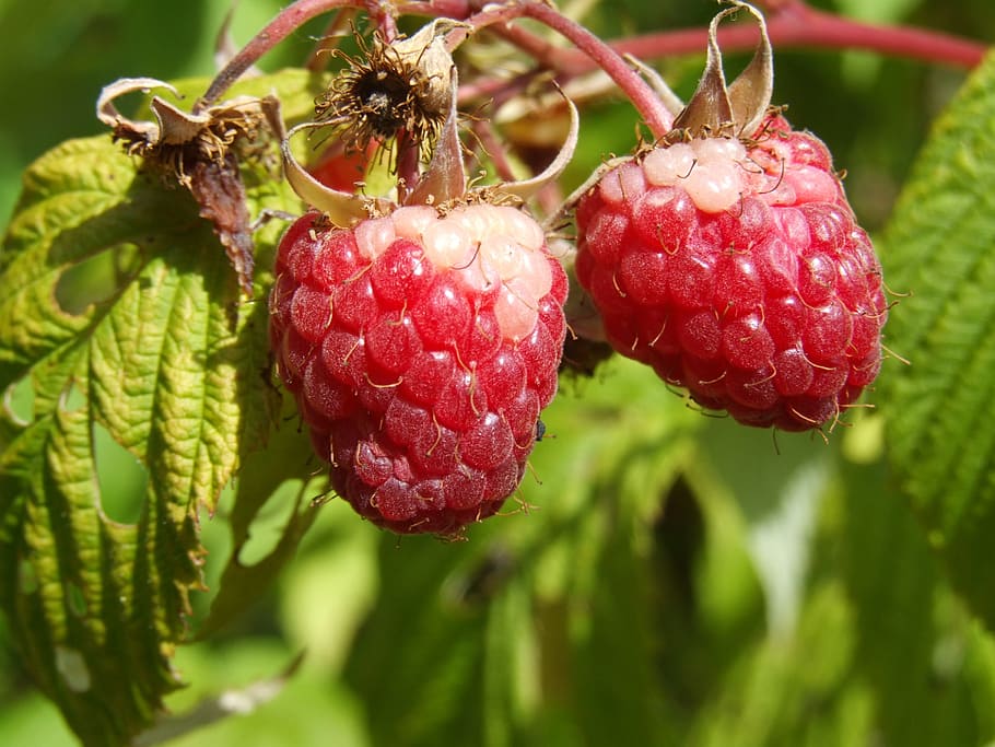 raspberry, agriculture, fruit, food, sweet, summer, red, ripe HD wallpaper