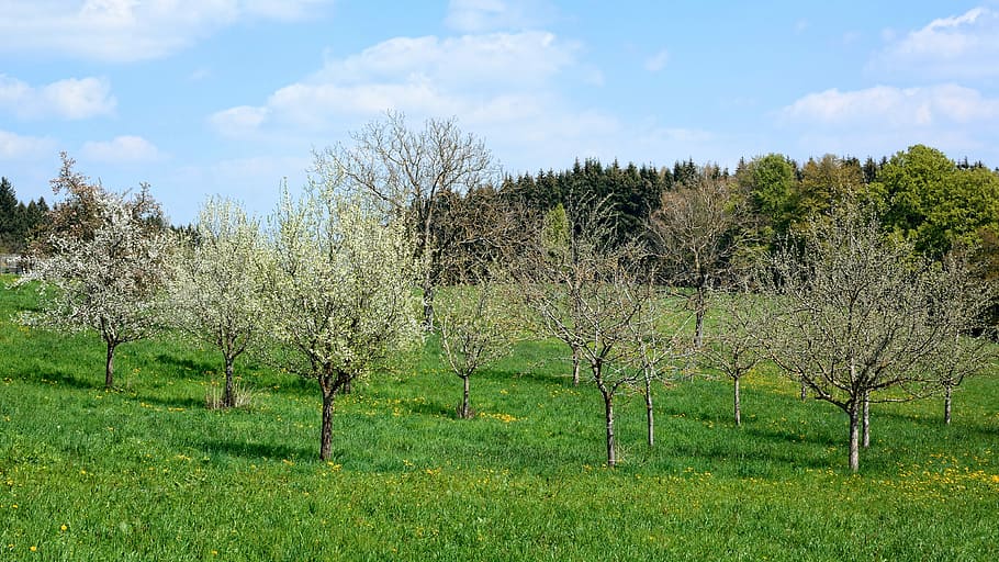 Orchard, Trees, Meadow, Bloom, Branches, aesthetic, nature HD wallpaper