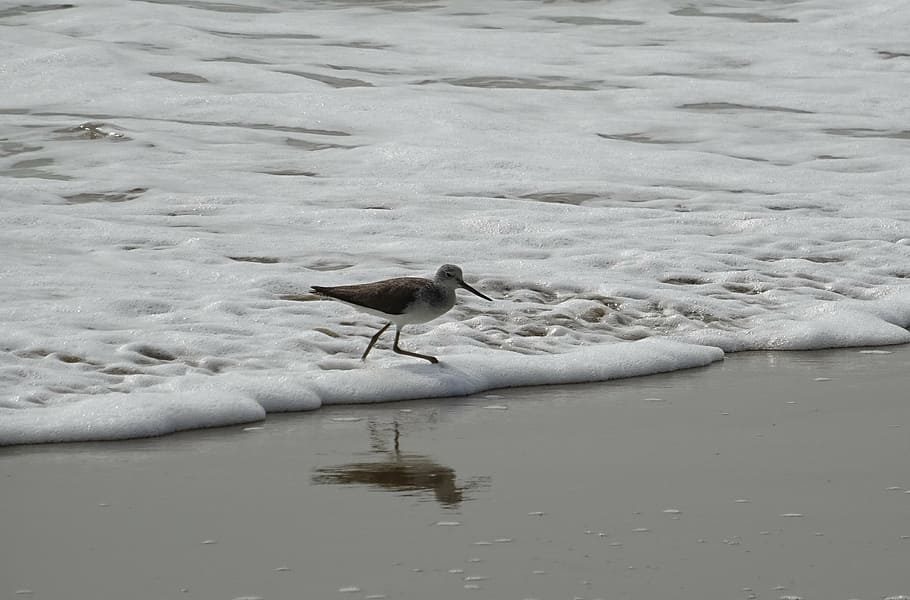 sanderling, bird, fauna, aves, avian, beach, sea, kumta, india HD wallpaper