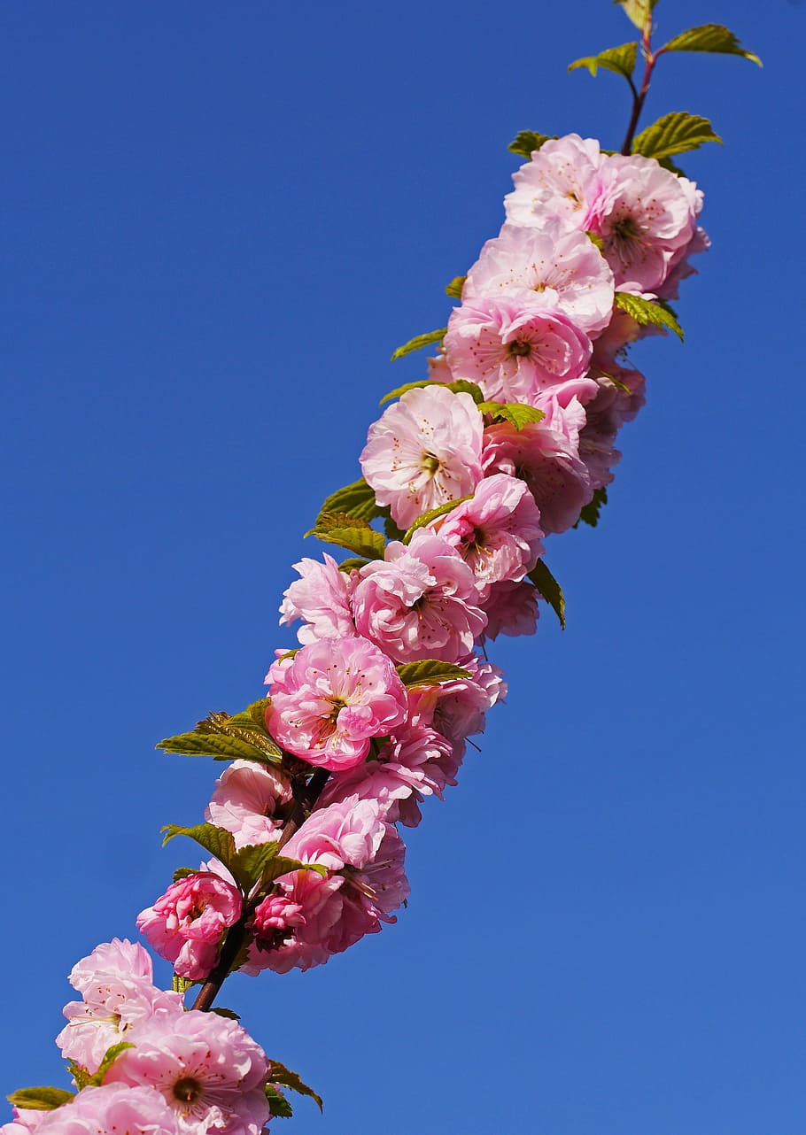 Almond, Blossom, Branch, Flowers, Leaves, almond blossom, foliation, HD wallpaper