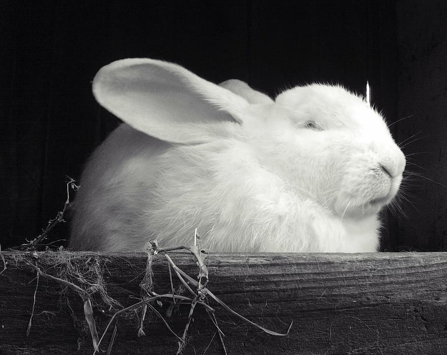 rabbit, white, black, mammal, animal themes, one animal, pets HD wallpaper