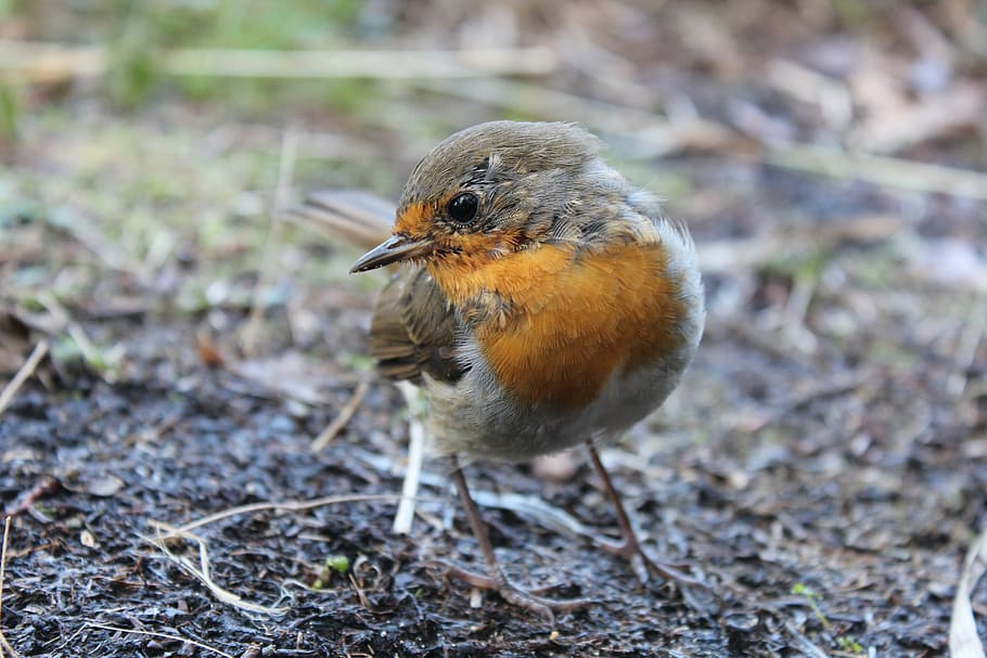 brown and orange bird, robin, spring, close, garden, nature, songbird, HD wallpaper