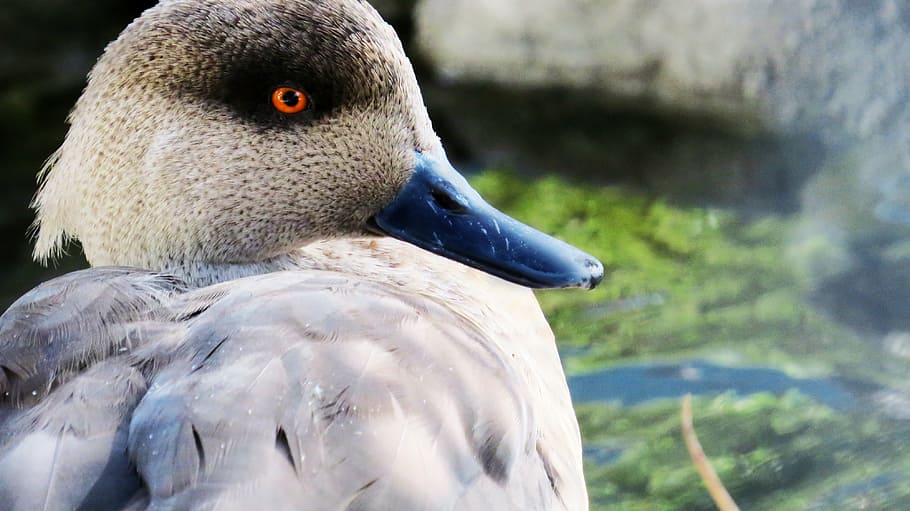 duck, ave, peak, zoo, foreground, pond, animal, water animal HD wallpaper