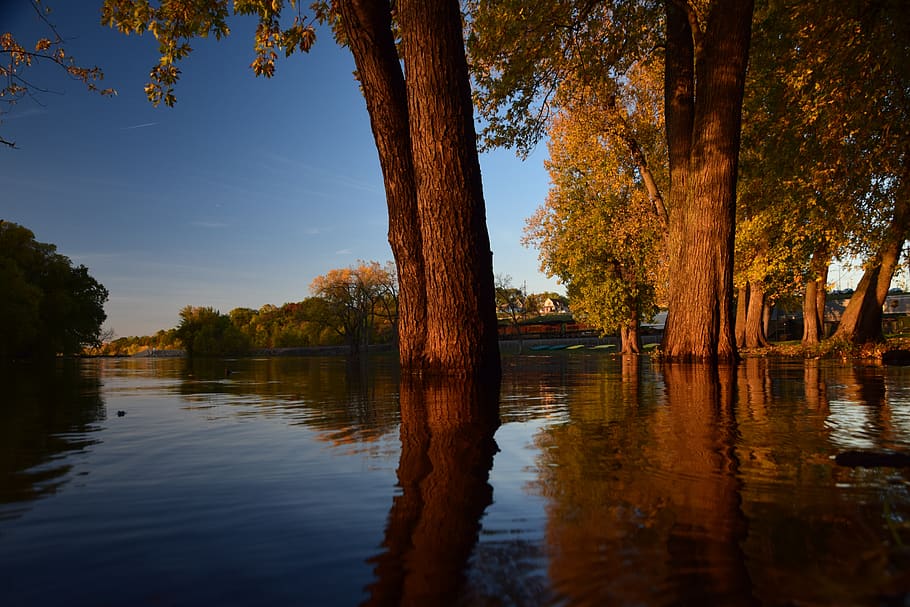 tree, water, reflection, nature, lake, river, plant, beauty in nature HD wallpaper