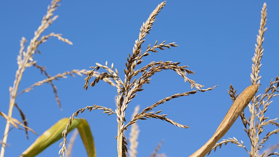 corn, cornfield, plant, sky, summer, nature, seeds, cereals HD wallpaper