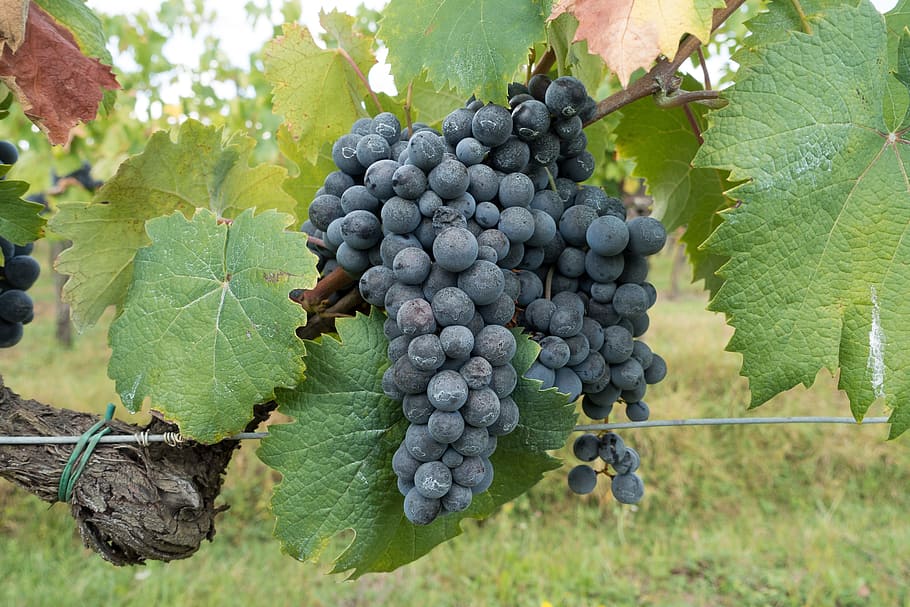 photography of blue berries, winegrowing, grape, vineyard, nature HD wallpaper