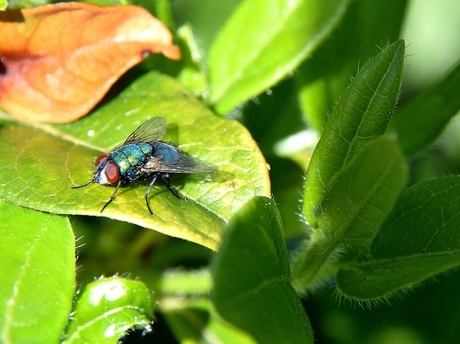 fly, close, insect, nature, green, invertebrate, animal wildlife HD wallpaper