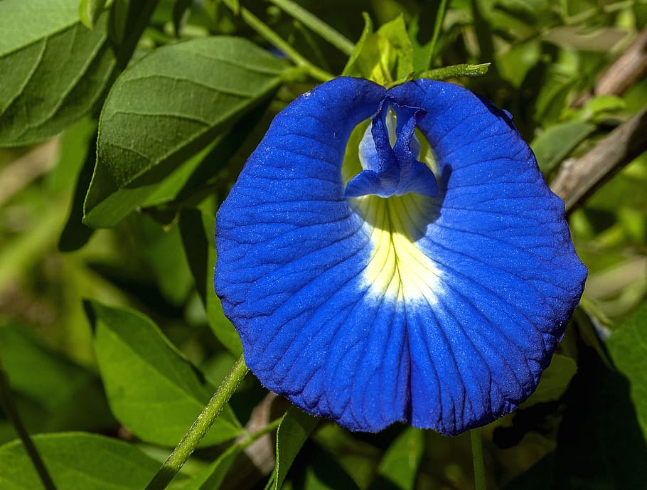 flower butterfly pea, blue and white, clitoria, green leaves, HD wallpaper