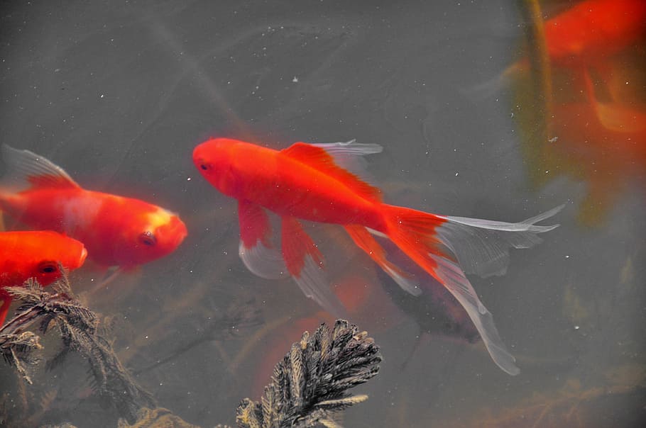 spring, awakening, fish, animal themes, water, group of animals HD wallpaper