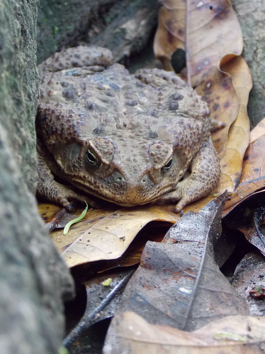 toad, soil, nature, moisture, leaves, autumn, animal, animal themes HD wallpaper