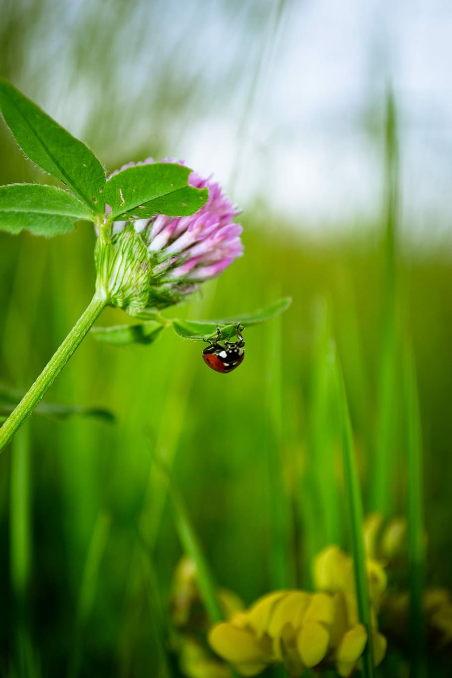 Ladybug, Grass, Clover, Insect, green, nature, summer, worm HD wallpaper