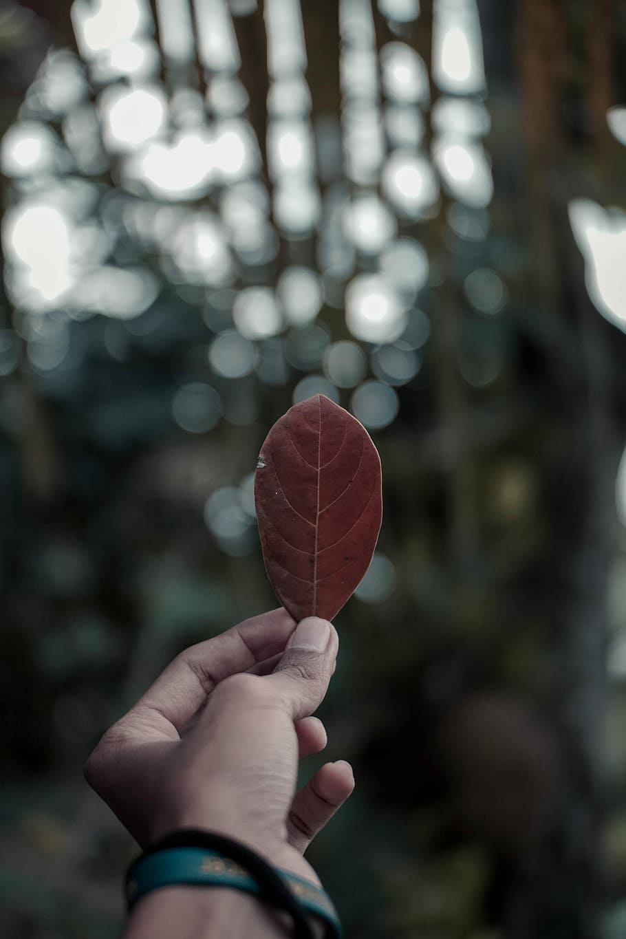 bokeh photography of person holding dried leaf, person holding brown leaf HD wallpaper