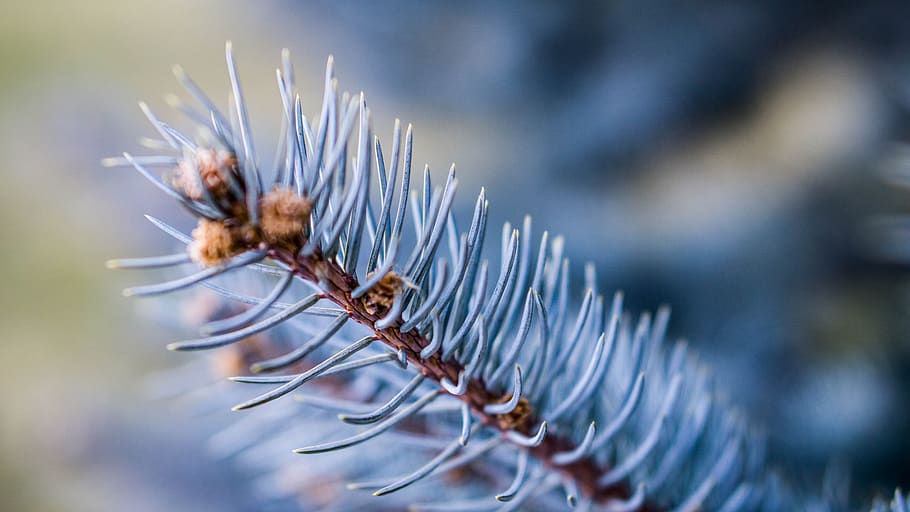 winter, nature, frost, needle, sharp, close-up, selective focus HD wallpaper