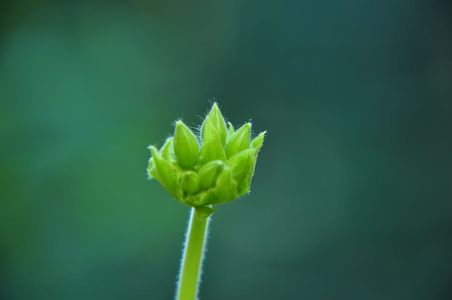 flower, flowers, green color, plant, plant part, leaf, beauty in nature HD wallpaper