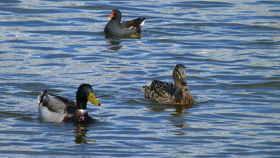 animals, ducks, water, pond, nature, wild duck, birds, lake HD wallpaper