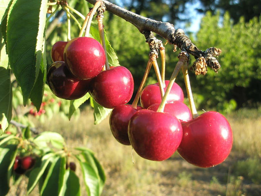 cherries, tree, red, food and drink, fruit, healthy eating HD wallpaper