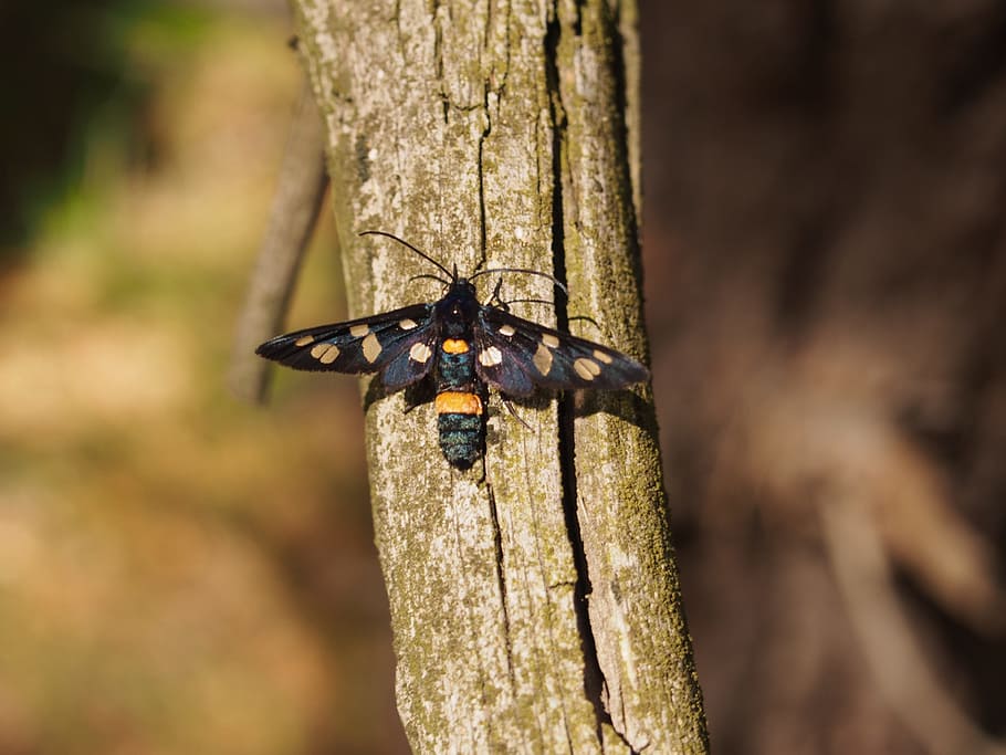 butterfly, moth, forest, insect, nature, summer, closeup, insects HD wallpaper