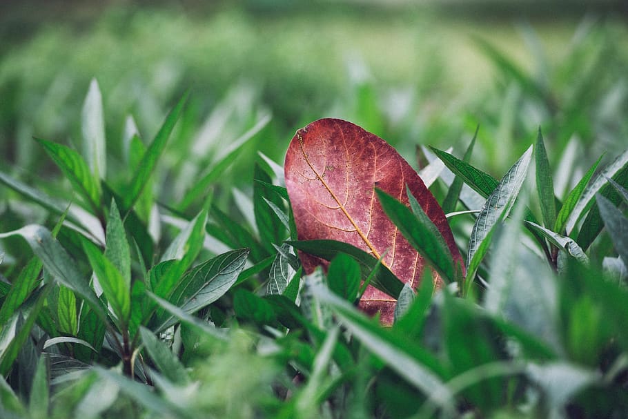 nature, green, plants, grass, fallen, leaf, leaves, plant part HD wallpaper