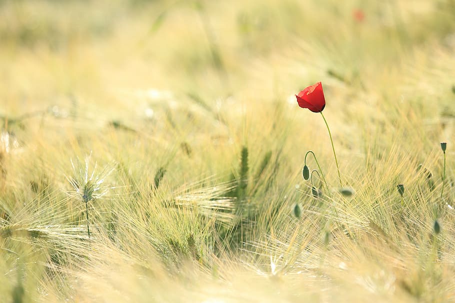 tilt shift photo of a red flower on green grasses, poppy, fields HD wallpaper