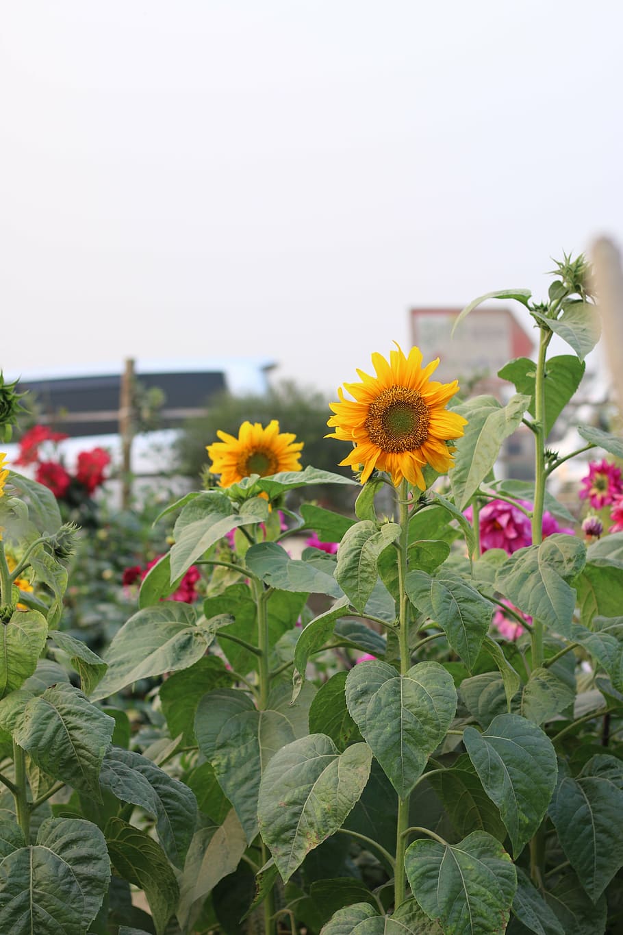 sunflower, spring, plant, yellow, blossom, petal, bloom, summer HD wallpaper