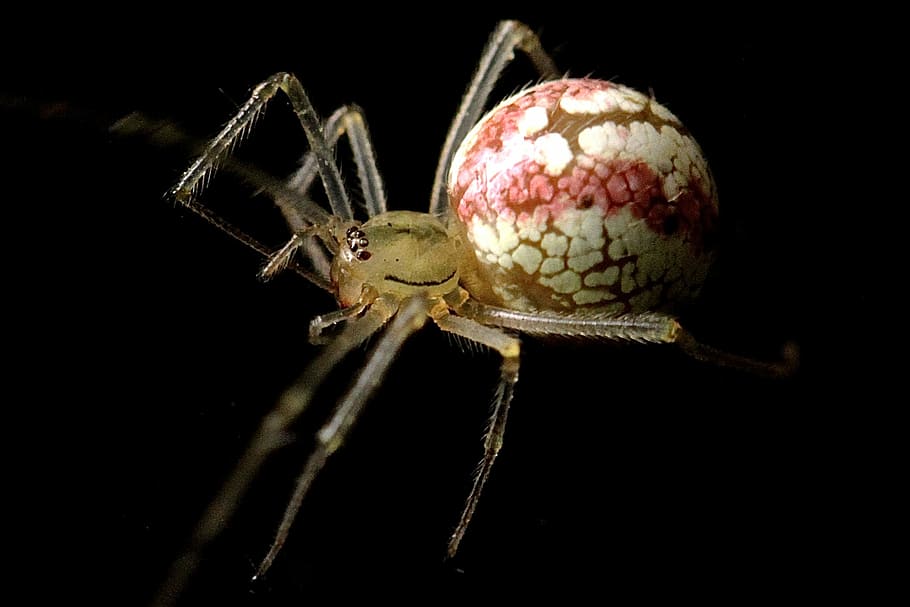 macro photograph brown and white spider, brown and red spider HD wallpaper