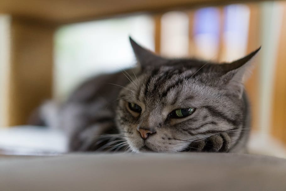 close-up photo of gray tabby cat, afternoon, nap, pet, cute, fur, HD wallpaper