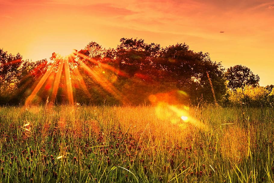 clover, sunset, trees, sky, field, nature, season, pasture HD wallpaper