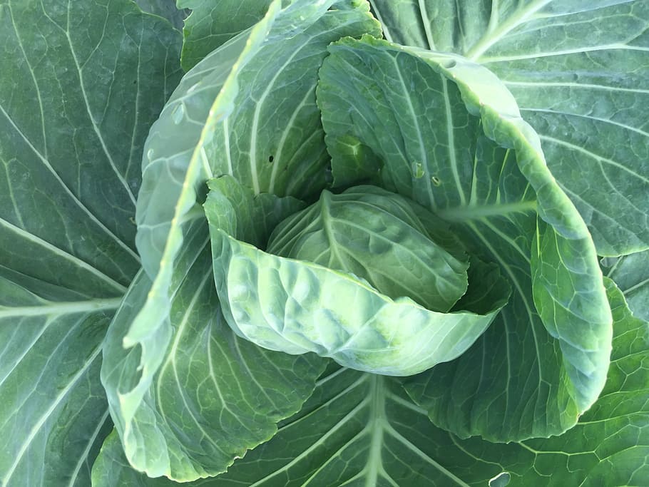 Cabbage, Produce, green, leaf, vegetable, green color, freshness HD wallpaper