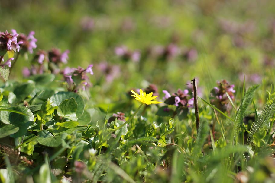 spring, flower, sunshine, spring flowers, yellow, flowering plant HD wallpaper