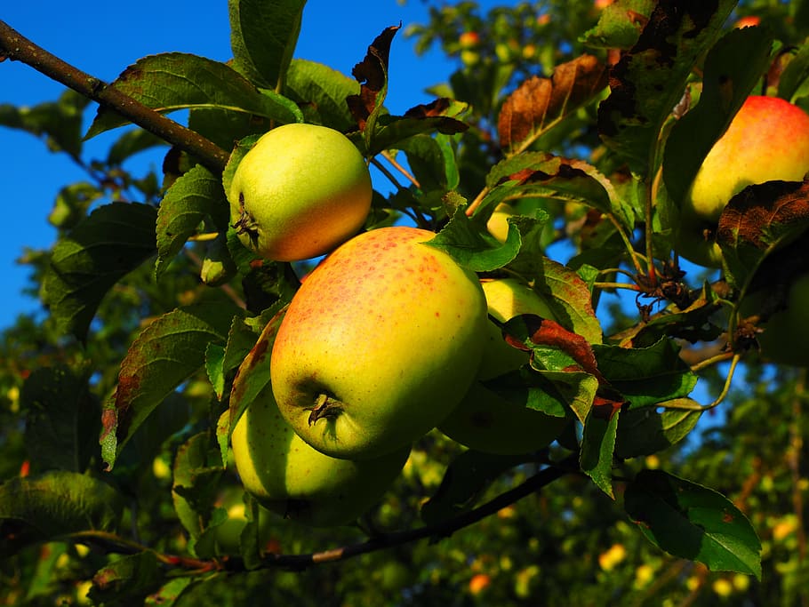 apple, apple tree, fruit, frisch, healthy, vitamins, orchard HD wallpaper