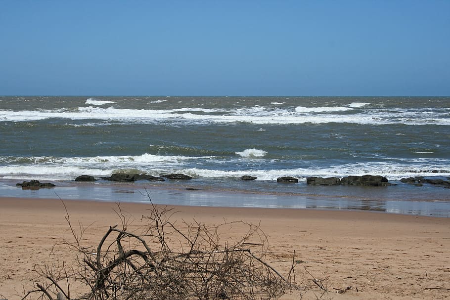 dead branches on beach, sea, ocean, waves, water, sand, sky HD wallpaper