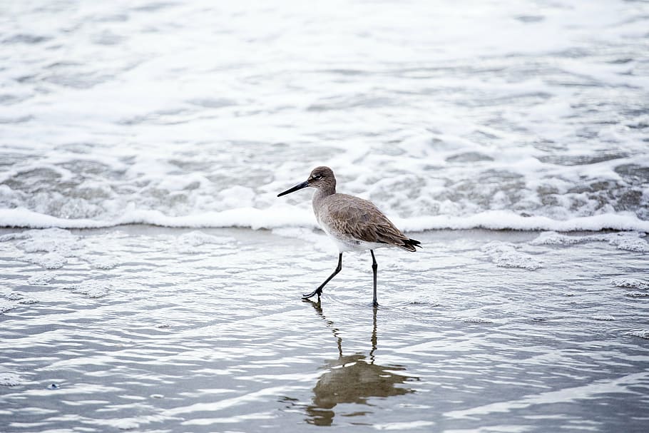 waves, bird, ocean, no people, sea, nature, water, one animal HD wallpaper
