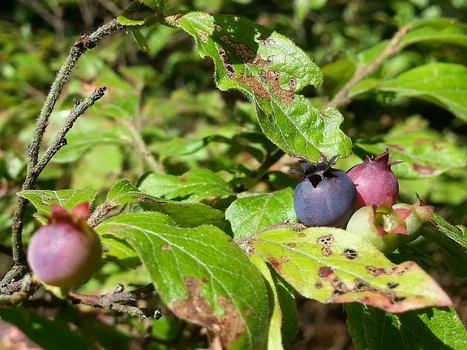 Blueberry, Wild, Forest, Nature, fruit, food, leaf, food and drink HD wallpaper