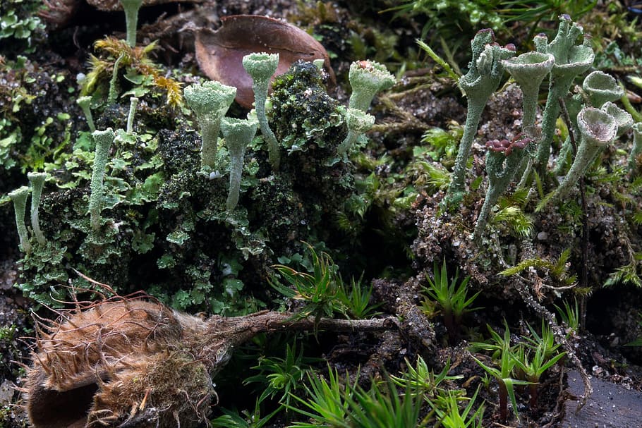 macro, moss, book nut, close, green, forest, forest floor, plant HD wallpaper
