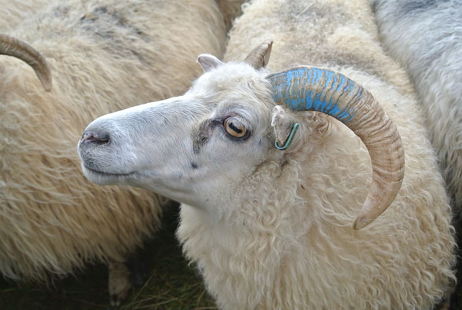 Sheep Herding, Shepherding, may, rettir, iceland, bock, sheep wool HD wallpaper